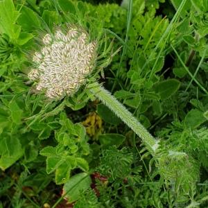 Photographie n°2304262 du taxon Daucus carota subsp. gummifer (Syme) Hook.f. [1884]