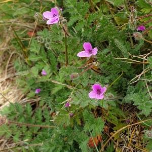 Photographie n°2304263 du taxon Erodium cicutarium (L.) L'Hér. [1789]