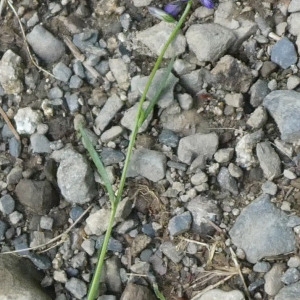 Photographie n°2304269 du taxon Polygala vulgaris L. [1753]