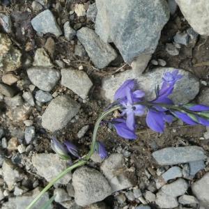 Photographie n°2304270 du taxon Polygala vulgaris L. [1753]