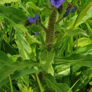 Photographie n°2304272 du taxon Echium vulgare L. [1753]