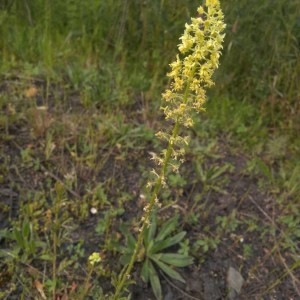 Photographie n°2304275 du taxon Reseda lutea L. [1753]