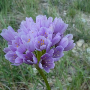 Photographie n°2304340 du taxon Allium roseum L. [1753]