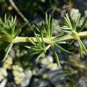 Photographie n°2304349 du taxon Galium lucidum subsp. corrudifolium O.Bolòs & Vigo [1983]