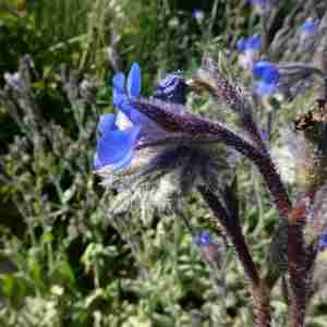 Photographie n°2304355 du taxon Anchusa italica Retz. [1779]