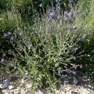 Photographie n°2304356 du taxon Anchusa italica Retz. [1779]