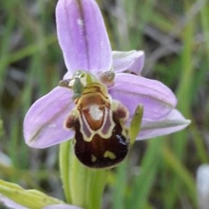Photographie n°2304368 du taxon Ophrys apifera Huds. [1762]