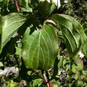 Photographie n°2304421 du taxon Cornus sanguinea L. [1753]