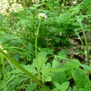 Photographie n°2304431 du taxon Sanicula europaea L. [1753]