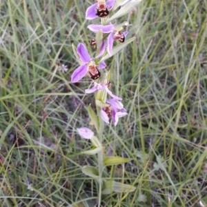 Photographie n°2304440 du taxon Ophrys apifera Huds. [1762]