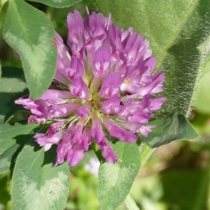  - Trifolium pratense L. [1753]