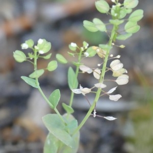 Photographie n°2304471 du taxon Thlaspi perfoliatum L. [1753]