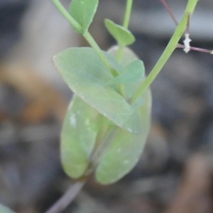 Photographie n°2304472 du taxon Thlaspi perfoliatum L. [1753]
