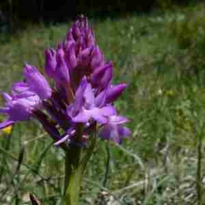 Photographie n°2304498 du taxon Anacamptis pyramidalis (L.) Rich. [1817]