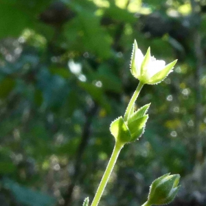 Photographie n°2304503 du taxon Arenaria serpyllifolia L. [1753]