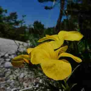 Photographie n°2304515 du taxon Linum campanulatum L. [1753]