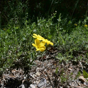 Photographie n°2304517 du taxon Linum campanulatum L. [1753]