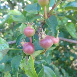 Photographie n°2304529 du taxon Malus sylvestris Mill. [1768]