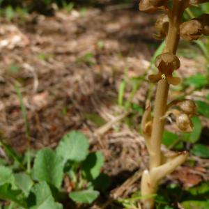 Photographie n°2304561 du taxon Neottia nidus-avis (L.) Rich.
