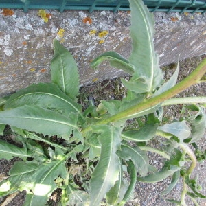 Photographie n°2304574 du taxon Bunias orientalis L.