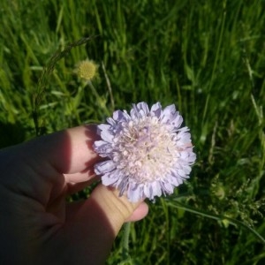 Photographie n°2304611 du taxon Knautia arvensis (L.) Coult. [1828]