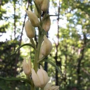 Photographie n°2304630 du taxon Cephalanthera damasonium (Mill.) Druce [1906]