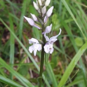 Photographie n°2304642 du taxon Dactylorhiza fuchsii (Druce) Soó [1962]