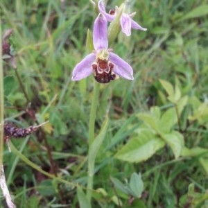 Photographie n°2304645 du taxon Ophrys apifera Huds. [1762]