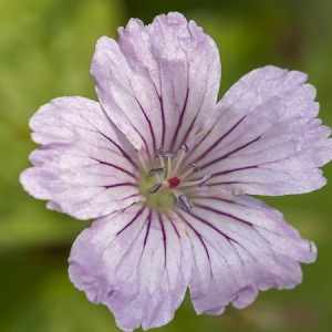 Photographie n°2304653 du taxon Geranium nodosum L. [1753]