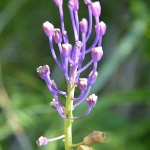 Photographie n°2304683 du taxon Muscari comosum (L.) Mill. [1768]