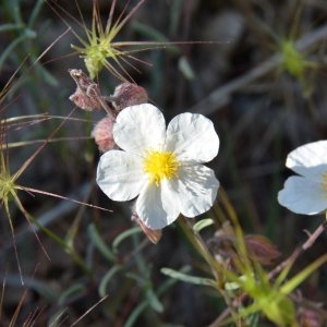 Photographie n°2304687 du taxon Helianthemum apenninum (L.) Mill. [1768]