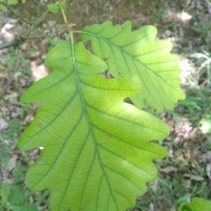 Photographie n°2304693 du taxon Quercus robur L. [1753]