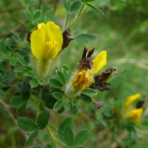  - Cytisus lotoides Pourr. [1788]