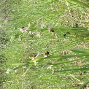 Photographie n°2304763 du taxon Ophrys apifera Huds. [1762]