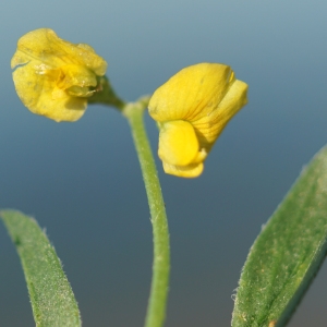 Scorpioides muricata (L.) Medik. (Chenillette sillonée)