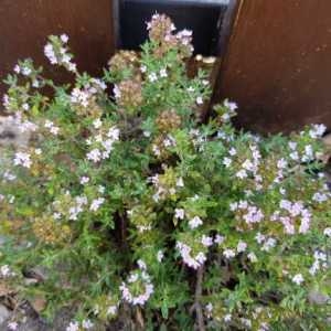 Photographie n°2304780 du taxon Thymus vulgaris L.