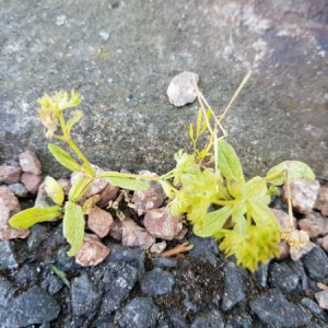 Photographie n°2304781 du taxon Valerianella locusta (L.) Laterr.