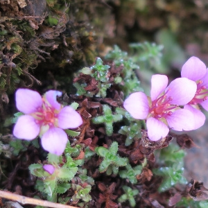 Photographie n°2304810 du taxon Saxifraga oppositifolia L. [1753]