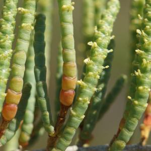 Salicornia fruticosa var. pachystachya W.D.J.Koch (Salicorne glauque)