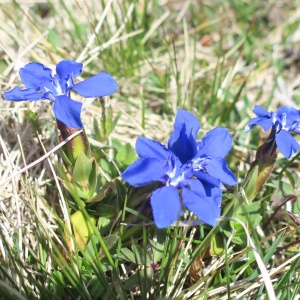 Photographie n°2304827 du taxon Gentiana verna L. [1753]