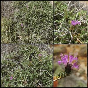 Photographie n°2304851 du taxon Thymus capitatus (L.) Hoffmanns. & Link [1809]