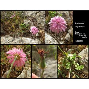 Crepis rubra L. (Crépide rose)