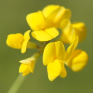 Photographie n°2304870 du taxon Coronilla minima L. [1756]