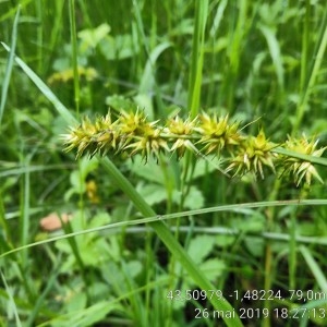 Photographie n°2304943 du taxon Carex otrubae Podp. [1922]