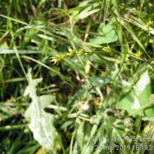 Photographie n°2304952 du taxon Carex divulsa Stokes [1787]