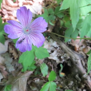 Photographie n°2305037 du taxon Geranium nodosum L.