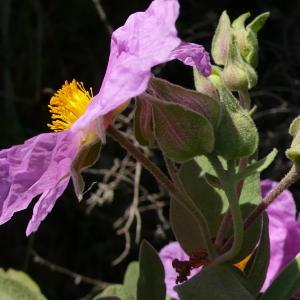 Photographie n°2305060 du taxon Cistus albidus L. [1753]