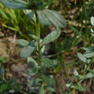 Photographie n°2305085 du taxon Filago pyramidata L. [1753]