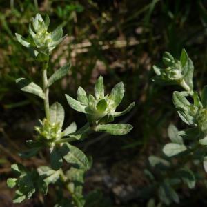 Photographie n°2305086 du taxon Filago pyramidata L. [1753]