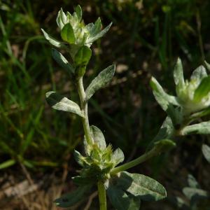 Photographie n°2305088 du taxon Filago pyramidata L. [1753]